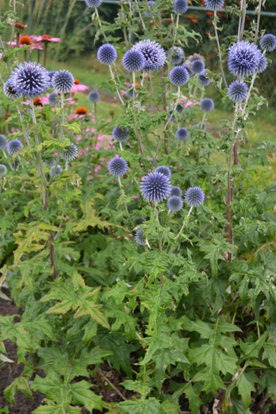 Small globe thistle Echinops ritro 5-10 pot P9 Echinops ritro