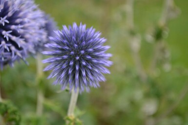 Small globe thistle Echinops ritro 5-10 pot P9