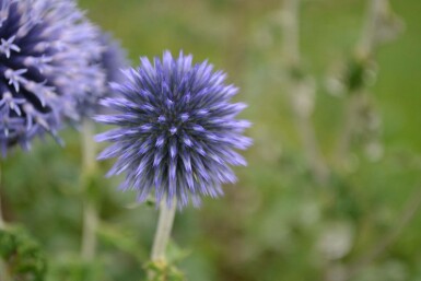 Small globe thistle Echinops ritro 5-10 pot P9 Echinops ritro