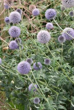 Small globe thistle Echinops ritro 'Veitch's Blue' 5-10 pot P9 Echinops ritro 'Veitch's Blue'