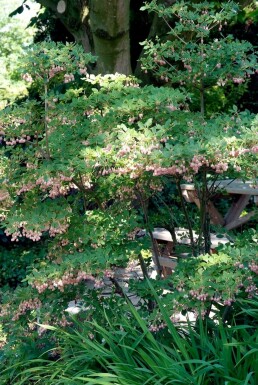 Redvein enkianthus Enkianthus campanulatus shrub 20-30 pot C2