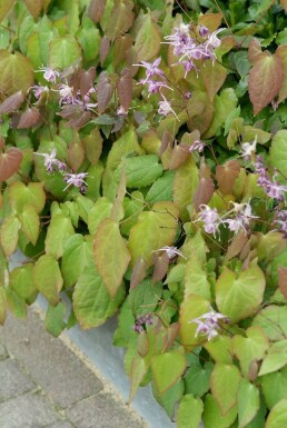 Barrenwort Epimedium grandiflorum 'Lilafee' 5-10 pot P9