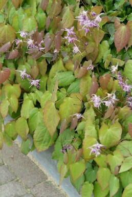 Barrenwort Epimedium grandiflorum 'Lilafee' 5-10 pot P9 Epimedium grandiflorum 'Lilafee'