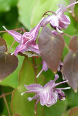 Barrenwort Epimedium grandiflorum 'Lilafee' 5-10 pot P9 Epimedium grandiflorum 'Lilafee'