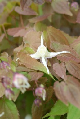 Barrenwort Epimedium grandiflorum 'Lilafee' 5-10 pot P9