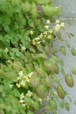 Barrenwort Epimedium × perralchicum 'Frohnleiten' 5-10 pot P9 Epimedium × perralchicum 'Frohnleiten'