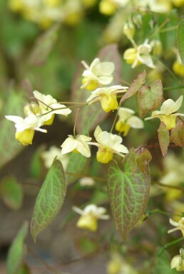 Barrenwort Epimedium × perralchicum 'Frohnleiten' 5-10 pot P9 Epimedium × perralchicum 'Frohnleiten'