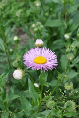 Fleabane Erigeron 'Rosa Jewel' 5-10 pot P9 Erigeron 'Rosa Jewel'