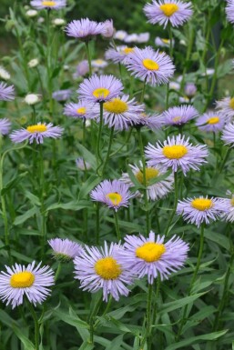 Midsummer daisy Erigeron speciosus 'Superbus' 5-10 pot P9 Erigeron speciosus 'Superbus'