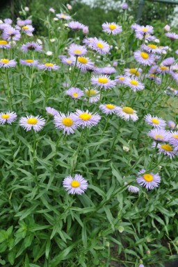 Midsummer daisy Erigeron speciosus 'Superbus' 5-10 pot P9