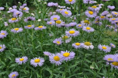 Midsummer daisy Erigeron speciosus 'Superbus' 5-10 pot P9