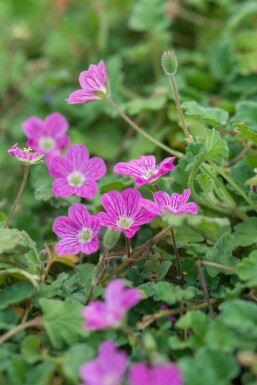 Storksbill Erodium × variabile 'Bishop's Form' 5-10 pot P9