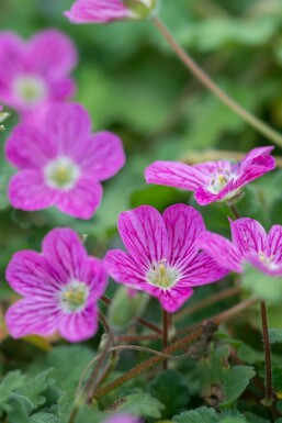 Storksbill Erodium × variabile 'Bishop's Form' 5-10 pot P9