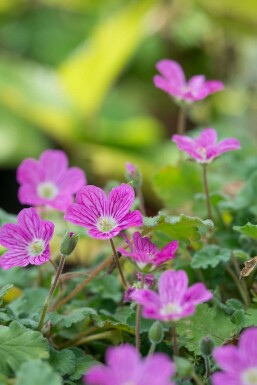 Storksbill Erodium × variabile 'Bishop's Form' 5-10 pot P9