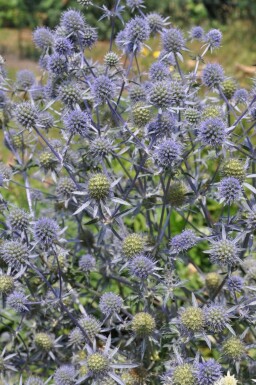 Blue eryngo Eryngium planum 5-10 pot P9 Eryngium planum