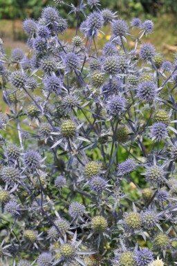 Blue eryngo Eryngium planum 5-10 pot P9