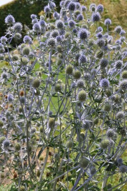 Blue eryngo Eryngium planum 5-10 pot P9 Eryngium planum