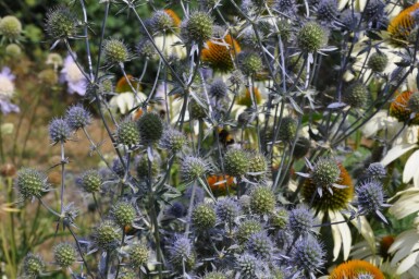 Blue eryngo Eryngium planum 5-10 pot P9 Eryngium planum