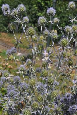 Blue eryngo Eryngium planum 5-10 pot P9 Eryngium planum