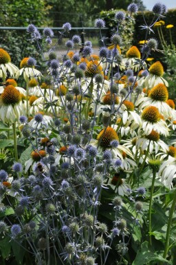 Blue eryngo Eryngium planum 5-10 pot P9 Eryngium planum