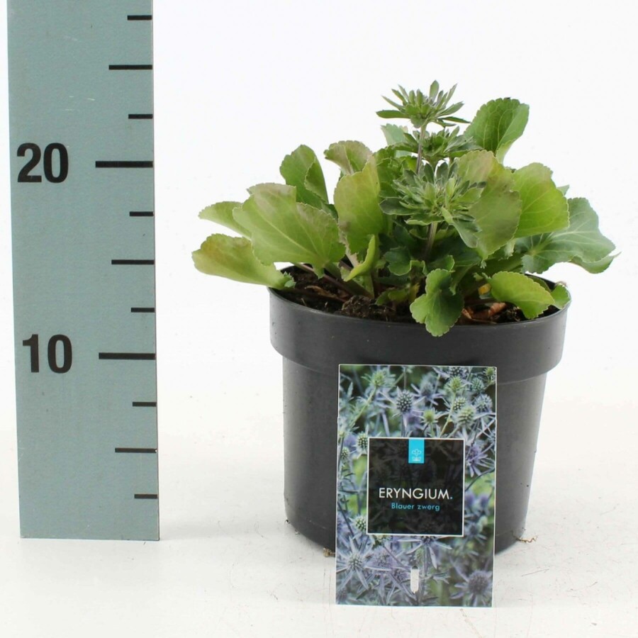 Blue eryngo Eryngium planum 'Blauer Zwerg' 10-15 pot C2 Eryngium planum 'Blauer Zwerg'