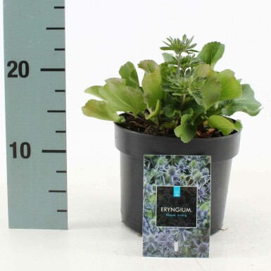 Blue eryngo Eryngium planum 'Blauer Zwerg' 10-15 pot C2 Eryngium planum 'Blauer Zwerg'
