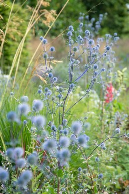 Blue eryngo Eryngium planum 'Blauer Zwerg' 5-10 pot P9