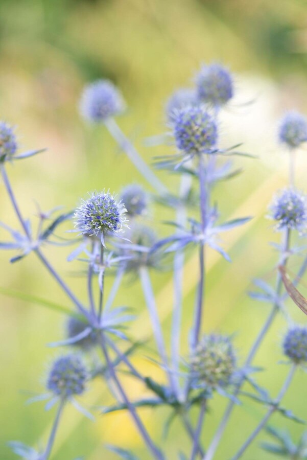 Blue eryngo Eryngium planum 'Blauer Zwerg' 5-10 pot P9 Eryngium planum 'Blauer Zwerg'