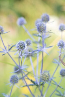 Blue eryngo Eryngium planum 'Blauer Zwerg' 5-10 pot P9 Eryngium planum 'Blauer Zwerg'