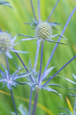 Blue eryngo Eryngium planum 'Blauer Zwerg' 5-10 pot P9 Eryngium planum 'Blauer Zwerg'