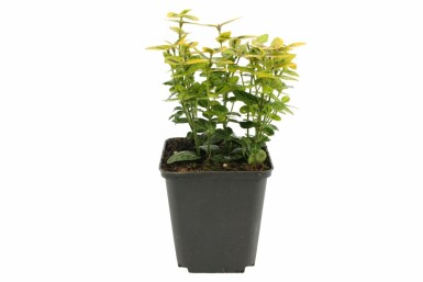 Winter creeper Euonymus fortunei 'Emerald 'n Gold' shrub 5-10 pot P9
