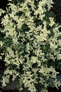 Spindle Euonymus fortunei 'Harlequin' shrub 5-10 pot P9