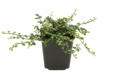 Spindle Euonymus fortunei 'Minimus' shrub 5-10 pot P9