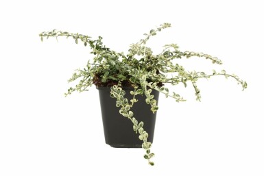 Spindle Euonymus fortunei 'Silver Carpet' shrub 5-10 pot P9
