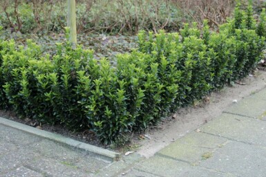Evergreen spindle Euonymus japonicus 'Green Spire' shrub 10-15 pot P9