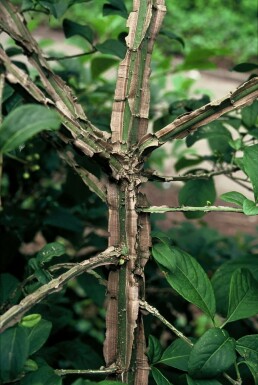 Corky spindle Euonymus phellomanus shrub 20-30 pot C2