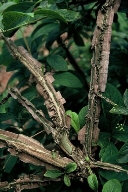 Corky spindle Euonymus phellomanus shrub 20-30 pot C2