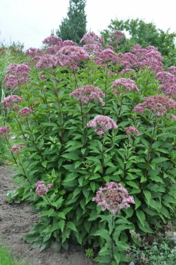 Eupatorium Atropurpureum Group Eupatorium maculatum 'Atropurpureum' 5-10 pot P9