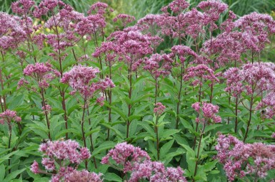 Eupatorium Atropurpureum Group Eupatorium maculatum 'Atropurpureum' 5-10 pot P9