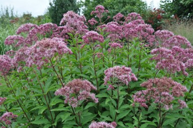 Eupatorium Atropurpureum Group Eupatorium maculatum 'Atropurpureum' 5-10 pot P9