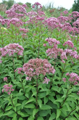 Eupatorium Atropurpureum Group Eupatorium maculatum 'Atropurpureum' 5-10 pot P9