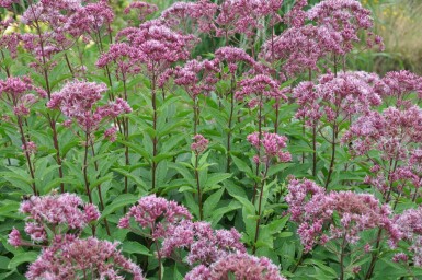 Eupatorium Atropurpureum Group Eupatorium maculatum 'Atropurpureum' 5-10 pot P9