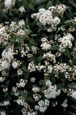 Snakeroot Eupatorium rugosum 'Chocolate' 5-10 pot P9 Eupatorium rugosum 'Chocolate'