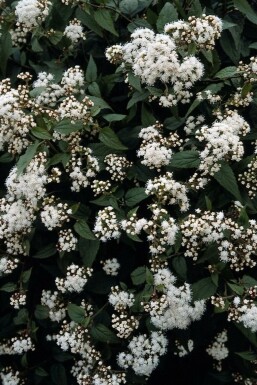 Snakeroot Eupatorium rugosum 'Chocolate' 5-10 pot P9