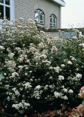 Snakeroot Eupatorium rugosum 'Chocolate' 5-10 pot P9 Eupatorium rugosum 'Chocolate'