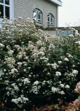 Snakeroot Eupatorium rugosum 'Chocolate' 5-10 pot P9