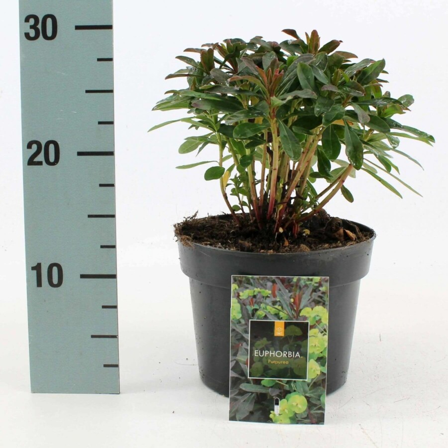 Wood spurge Euphorbia amygdaloides 'Purpurea' 10-15 pot C2 Euphorbia amygdaloides 'Purpurea'