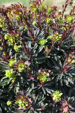 Wood spurge Euphorbia amygdaloides 'Purpurea' 10-15 pot C2 Euphorbia amygdaloides 'Purpurea'