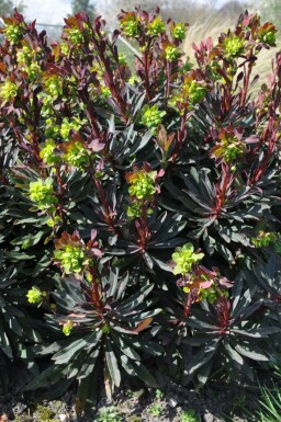 Wood spurge Euphorbia amygdaloides 'Purpurea' 5-10 pot P9