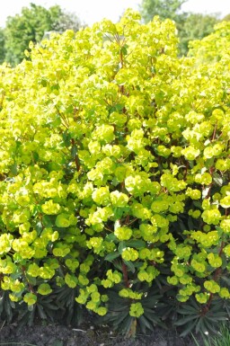 Wood spurge Euphorbia amygdaloides 'Purpurea' 5-10 pot P9 Euphorbia amygdaloides 'Purpurea'